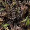 Leptinella Platt's Black - Abriachan Nurseries, The Garden On Loch Ness